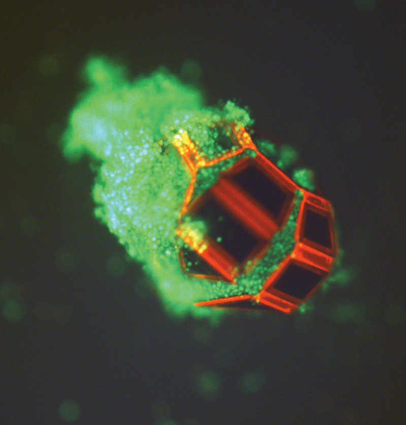 Fluorescent Micrograph of a Microgripper Tool