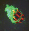 Fluorescent Micrograph of a Microgripper Tool