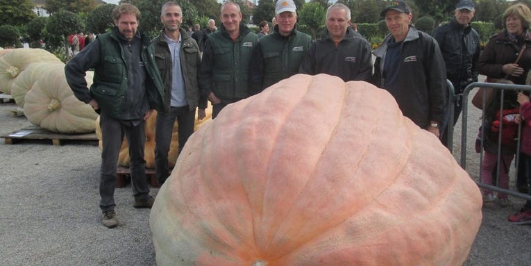 How do you breed a 2,624-pound pumpkin?