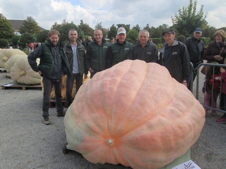 How do you breed a 2,624-pound pumpkin?