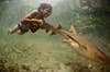 National Geographic reader James Morgan sent in this shot of Enal, a young Indonesian boy, grabbing onto the tail of his "pet shark," specifically a tawny nurse shark. Read more <a href="http://travel.nationalgeographic.com/travel/traveler-magazine/photo-contest/2012/entries/gallery/spontaneous-moments-week-4/#/4">here</a>.