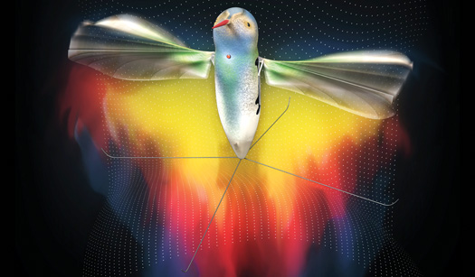 How Darpa’s Tiny Robotic Hummingbird Hovers and Films