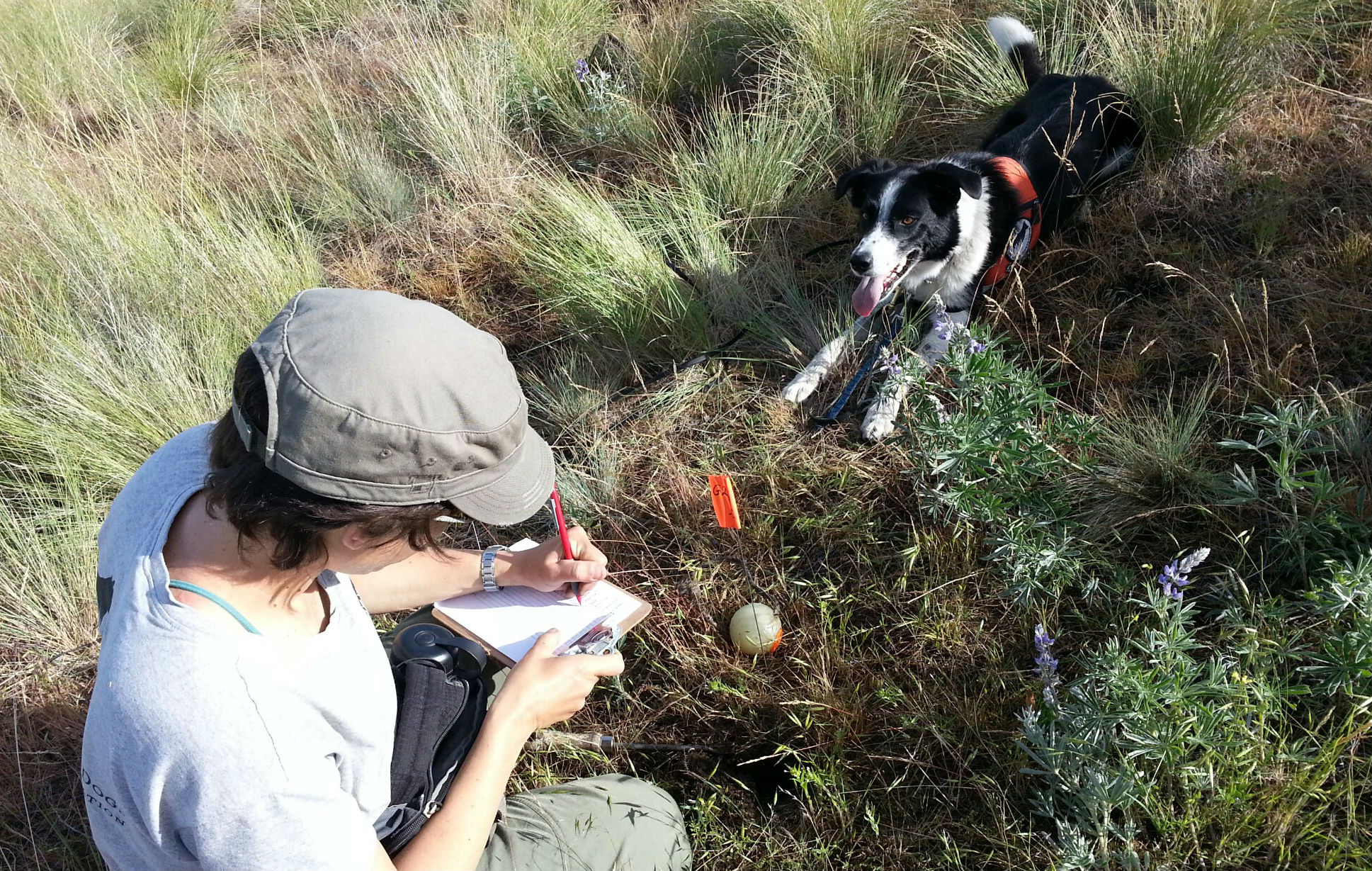 Meet the very good dogs who hunt down invasive species