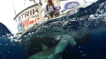 The U.S. protects alpha predators, but its most famous shark hunter isn’t out of business yet