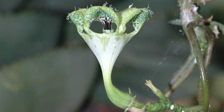 How This Flower Dupes Flies Into Pollinating It