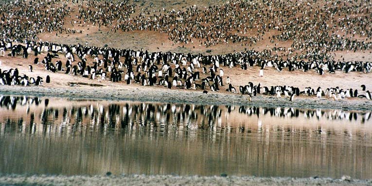 Penguins Found With Bird Flu Virus, For The First Time