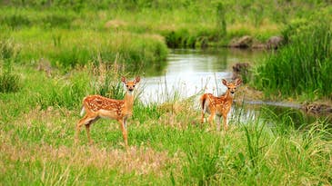 Malaria Found In U.S. White-Tailed Deer
