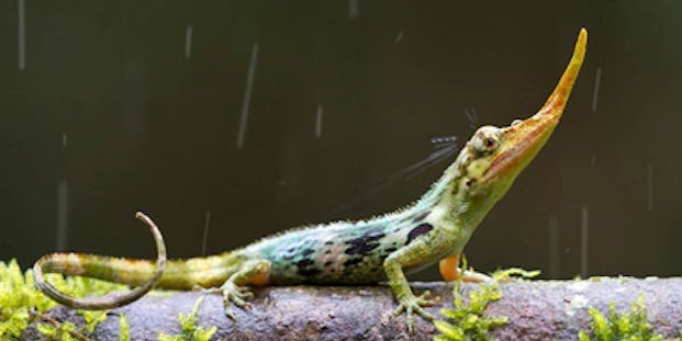 Lost For 50 Years, Delightfully Weird Pinocchio Lizard Reappears In Ecuador