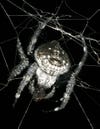 Darwin's Bark Spider