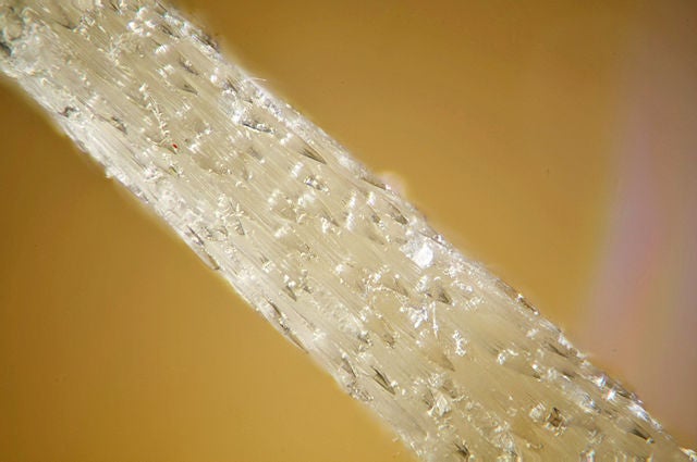 Cholla cactus needle under microscope