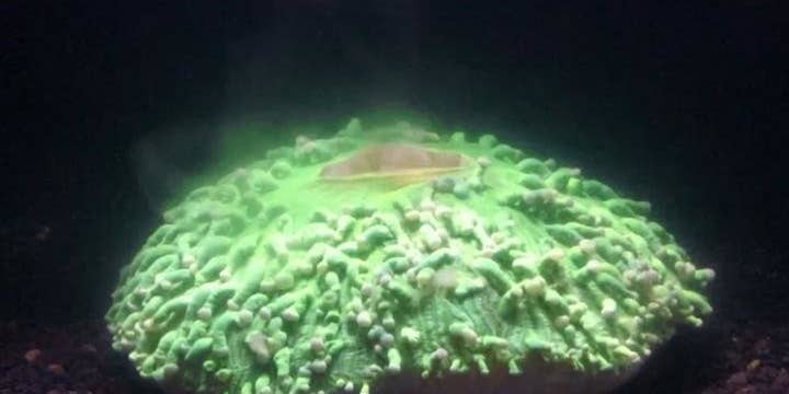 Watch A Stressed Coral Spasm And Vomit Algae In Response To Warming Waters