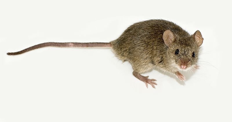 Has The “Gay Gene” Been Found in Female Mice?