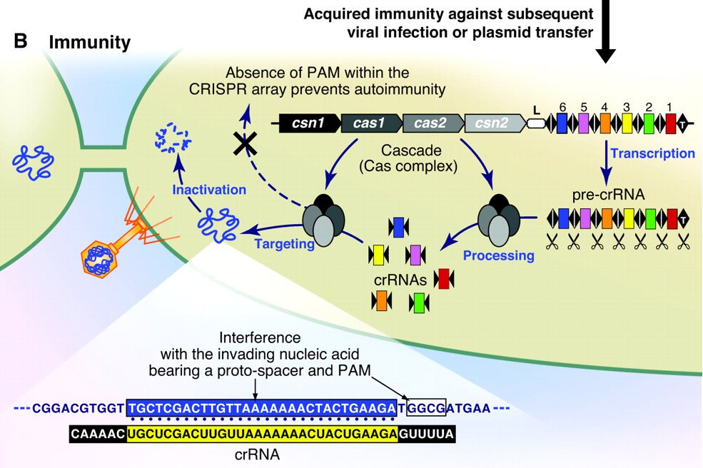 Once the CRISPR-Cas system has the proper spacers between gene elements, the system can recognize and destroy new instances of infection by a known agent.