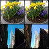 A couple more comparisons: the Lumia 900 took the two photos on the left, while the iPhone 4S took the two on the right. You can see that the Lumia works okay in full sunlight, but still has troubles with shadows and differences in light (look at the slanted shadow on the building to the right of the Empire State Building, or how the daffodils blend into the brighter sidewalk in the upper left corner).
