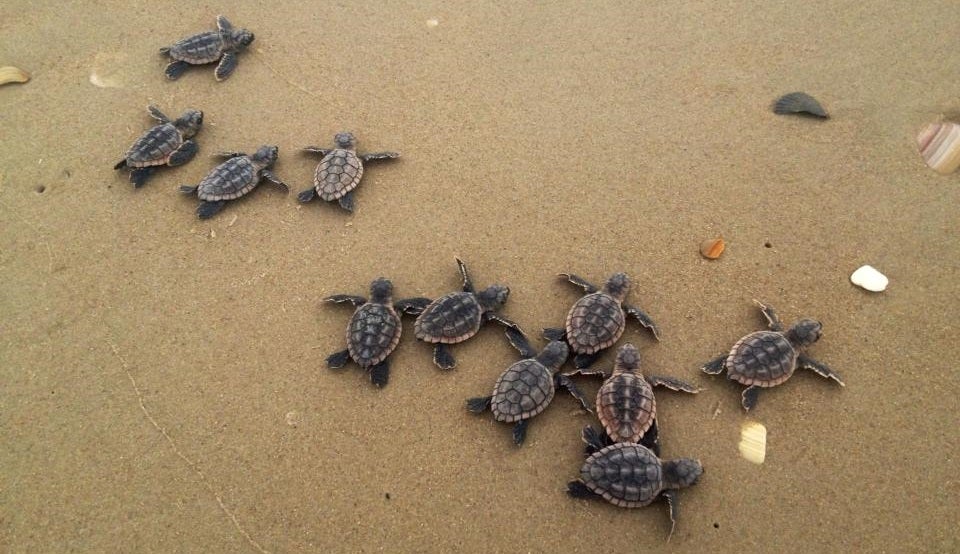 Loggerhead sea turtles