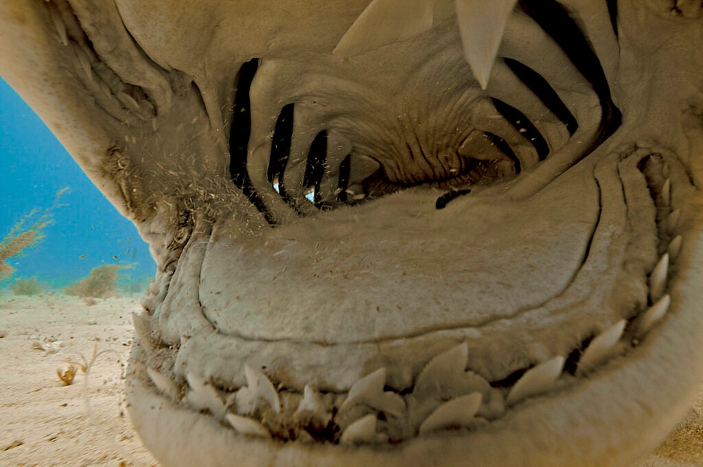 closeup of Tiger shark mouth and teeth