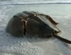 Not to be outdone by the lamprey, the horseshoe crab is a marine creature which may have had an even longer stretch of non-adaptive time in the ocean. While undoubtedly less "primitive" than the lamprey, having compound eyes and limbs, it has nonetheless followed a similar path in that it evolved 445 million years ago to basically the same point at which we see it today. It has no close relatives—a many hundreds of millions of years-long branch on the evolutionary tree will do that to you—but is more connected to spiders and scorpions in its distant past than it is to crabs. While the animal is by no means endangered, its populations have been in decline since the 1970s and conservation efforts are at work along the Atlantic coast to stave off that eventuality.