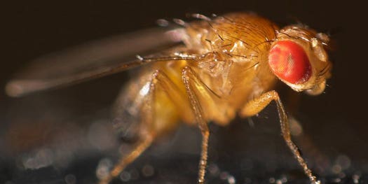 Fruit Flies Force-Feed Their Children Alcohol