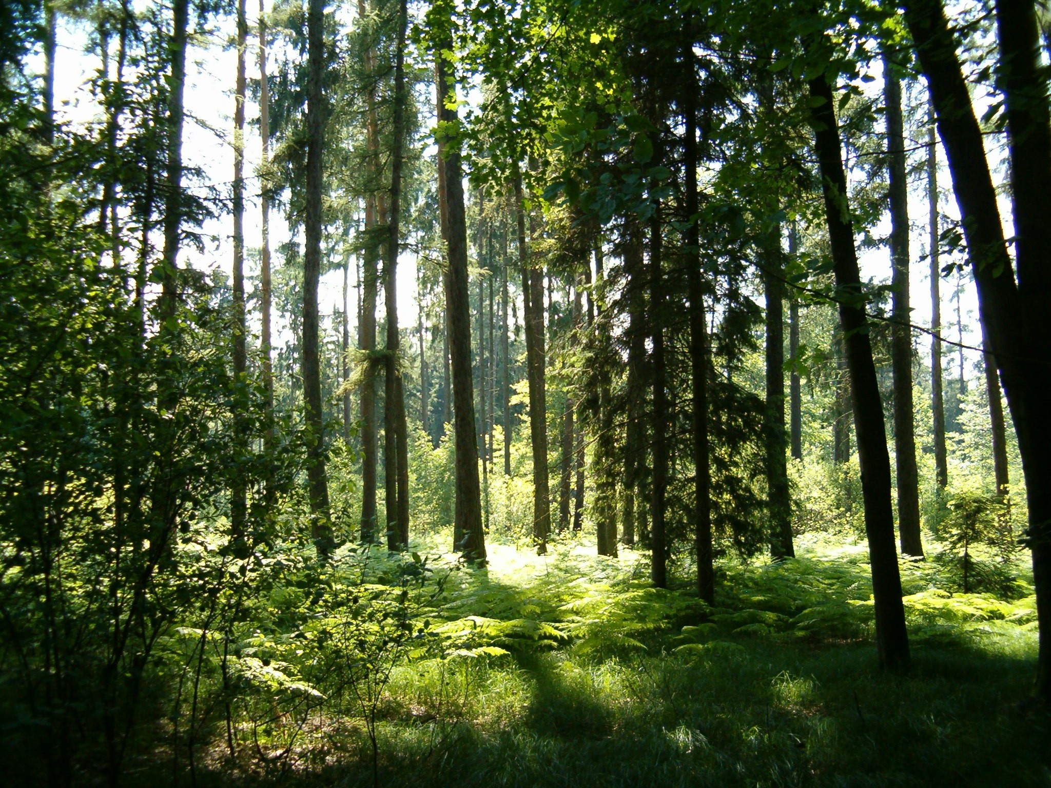 Forest near Vresina