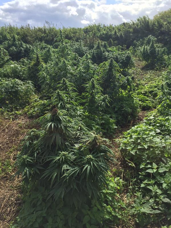 cannabis forest