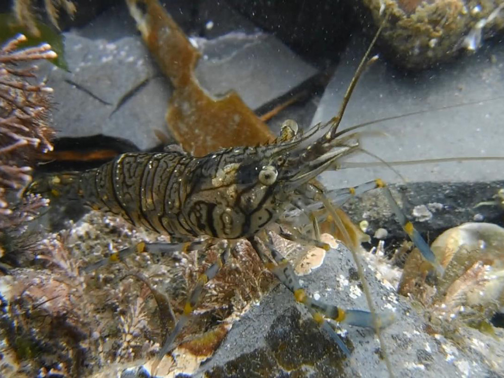 How One Shrimp Used Its Survival Skills to Become Both Best