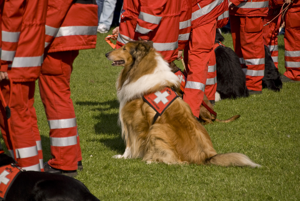 Robotic noses could be the future of disaster rescue—if they can outsniff search dogs