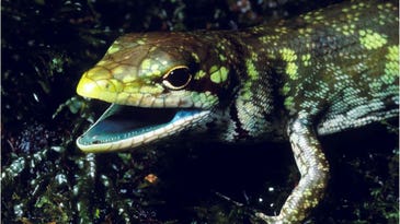 Green bones, green hearts, can’t lose: these lizards survive with toxic green blood