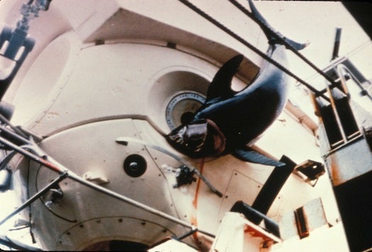 On more than one occasion, <em>Alvin</em> has been mistaken for an enemy by denizens of the deep. In July of 1967, a swordfish attacked <em>Alvin</em> off the coast of Cape Charles, at a depth of 2000 feet, and became trapped; the crew cooked it and ate it for dinner.