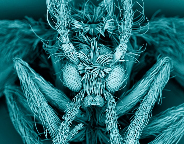 The moth fly (Psychodidae), also known as a drain fly, is captured here in a scanning electron micrograph. Each eye is just 100 microns wide.