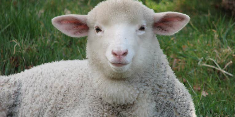Sheep On Drugs Offer Insights Into Farm Anxiety
