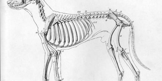 New Research Sheds Light On How Dogs Became Dogs