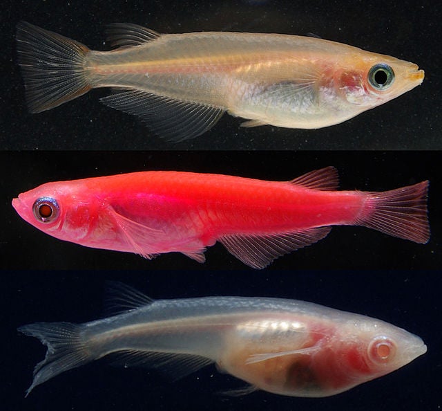 When the researchers mutated the YAP gene in medaka fish embryos, they found that the tissues grew much flatter.