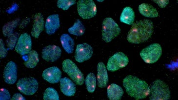 photo of induced pluripotent stem cells dyed with fluorescent dyes