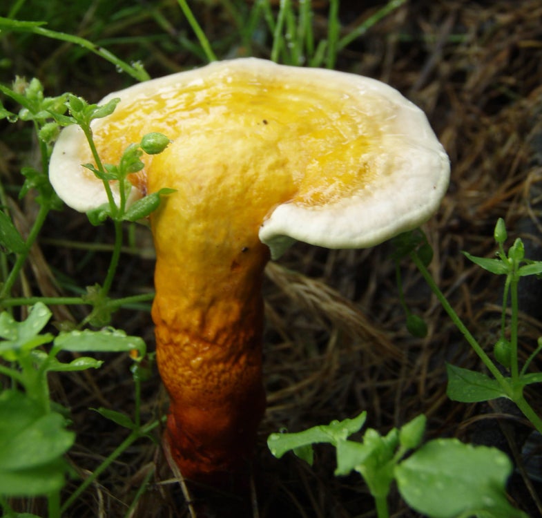 This Mushroom Used In Chinese Medicine Helps Mice Lose Weight