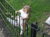a squirrel climbing a wire fence