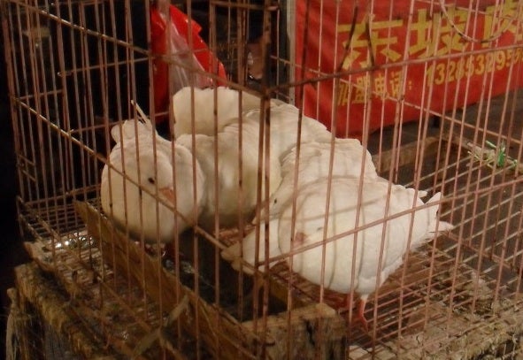 Caged domestic pigeons in a meat market in eastern China. This photo was taken in 2009, in a location several hours north by car from the provinces where confirmed H7N9 cases have occurred.