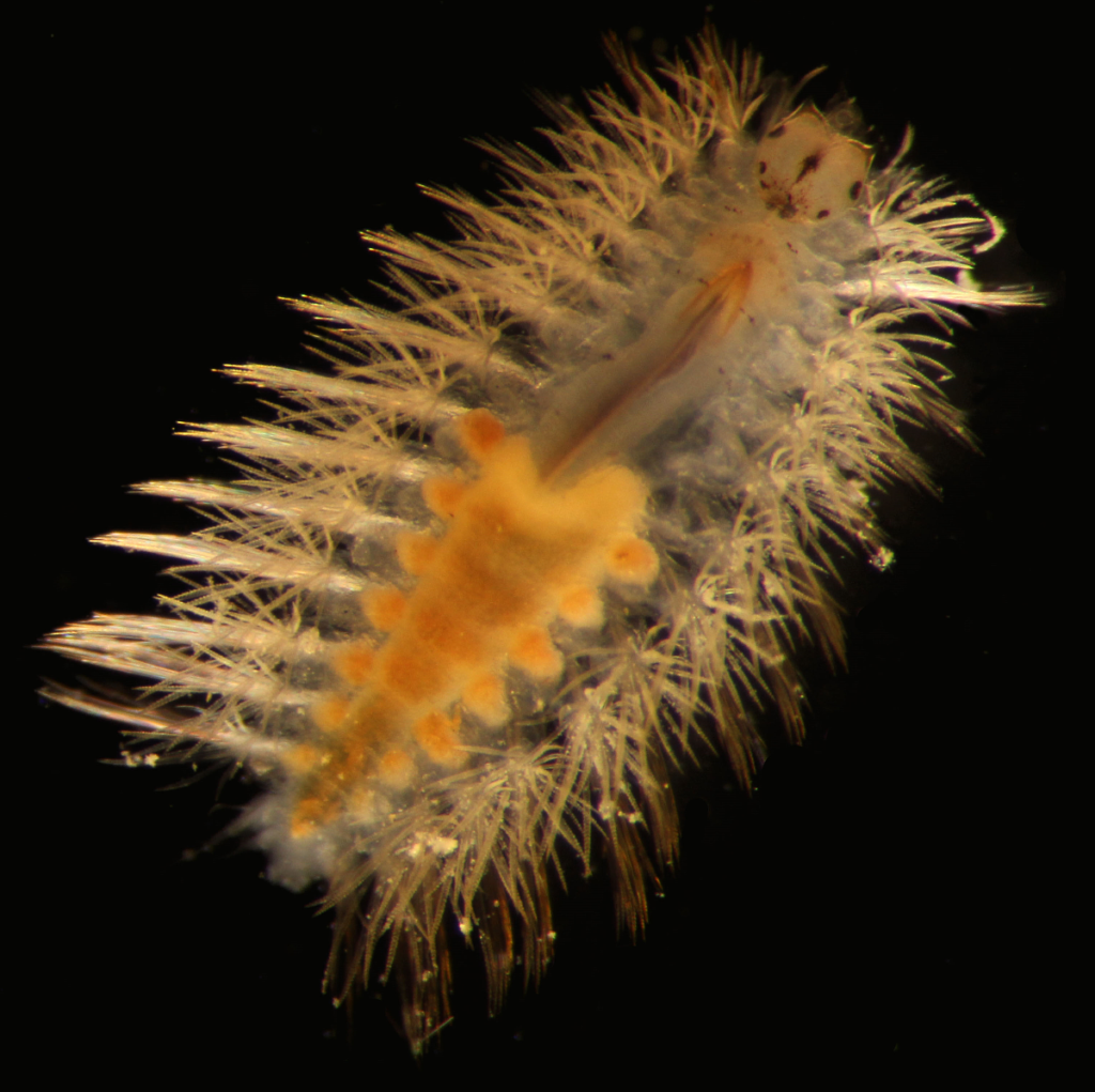 Syllid worm