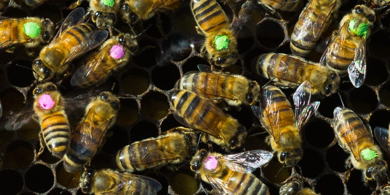 Antibiotic overuse might be bad for bees