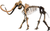 A mammoth skeleton