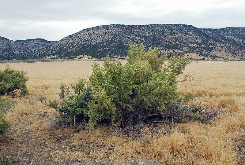 The plant in the center of this image is in its native habitat--it's a Greasewood shrub, <em>Sarcobatus vermiculatus</em>, and is native to the western United States. But it's surrounded on all sides by an invasive species introduced to America by accident. The brown grass known as <em>Bromus tectorum</em>, or downy brome, is so bothersome it's usually called cheatgrass. Invasive plants are a problem in ecosystems because they are highly competitive, stripping nutrients and water from the plants that originally evolved to live in a given area. They also contribute fuel to wildfire, in which cheatgrass is especially problematic. Changes in climate will make it more difficult for native plants to survive, and <a href="http://www.fs.fed.us/ccrc/topics/invasive-plants.shtml">create new niches for invaders</a> that could dramatically change landscapes.
