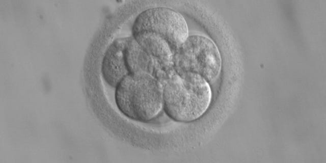 U.S. science advisory committee supports genetic modification of human embryos