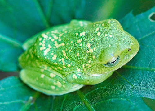Frogs on the Verge of a Major Extinction