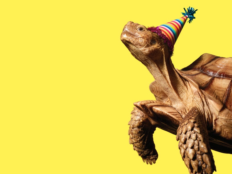 tortoise with a birthday hat on