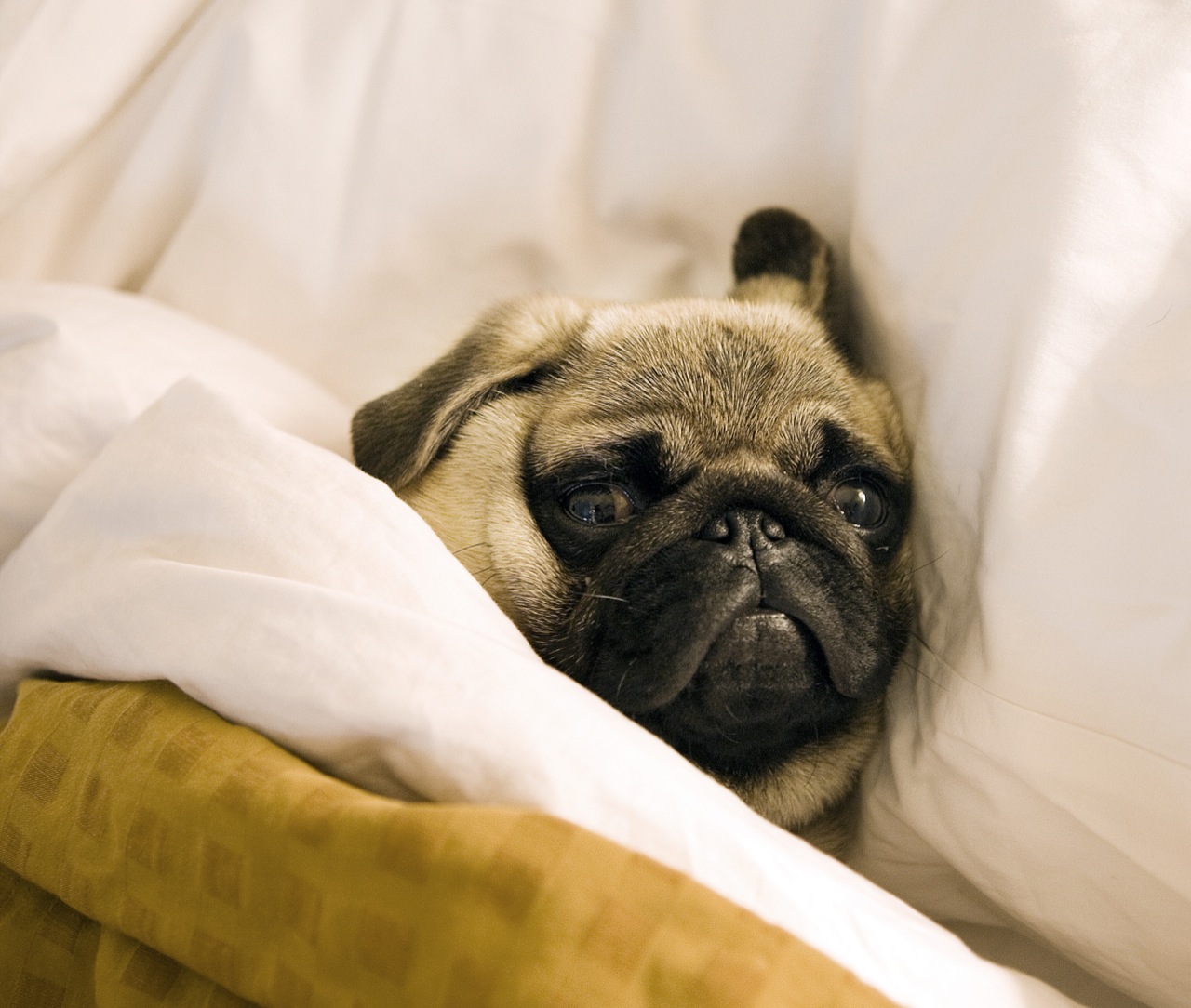 Psychologists are trying to figure out why we don’t go to sleep (even when we want to)