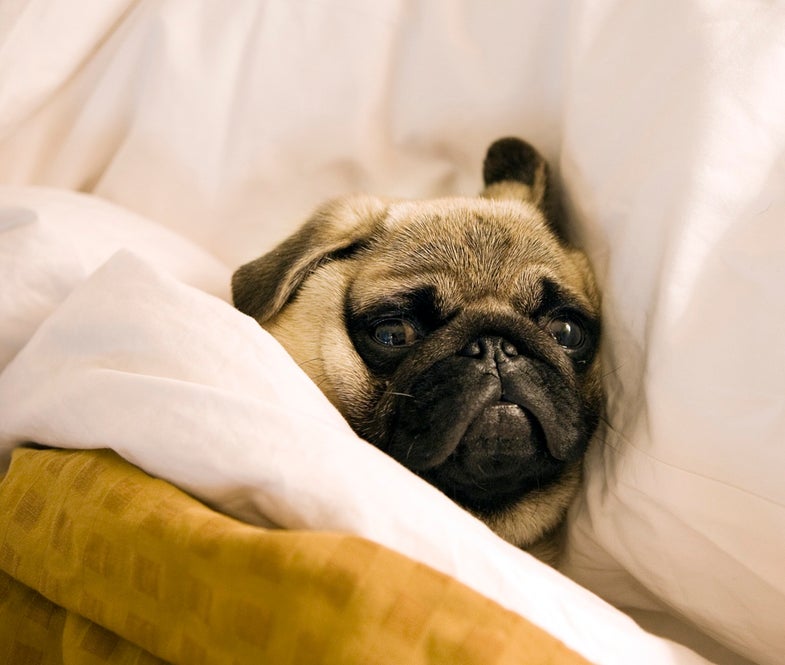 Psychologists Are Trying To Figure Out Why We Don't Go To Sleep (Even When We Want To)