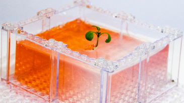 A Cool New Use For Legos: Growing Lab Plants