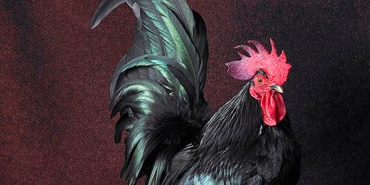 You’ve Never Seen Chickens Look This Human