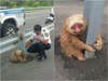 sloth clinging to a road guard with a policeman
