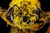 Covered in pollen. From Philadelphia, Pennsylvania
