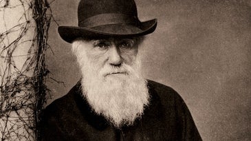 What If Darwin Had Never Existed?